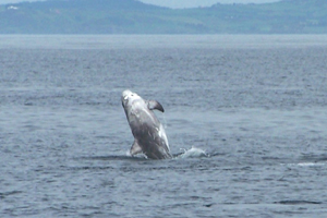 Risso's dolphin, Galley Head, W. Cork © Sean Ronayne